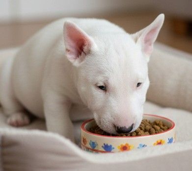 Mejores piensos para cachorro Bull Terrier