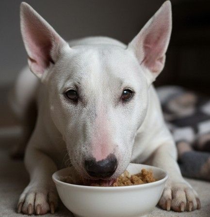 Mejores piensos para senior Bull Terrier