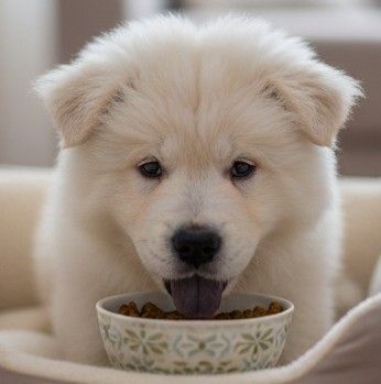 Mejores piensos para cachorro Chow chow