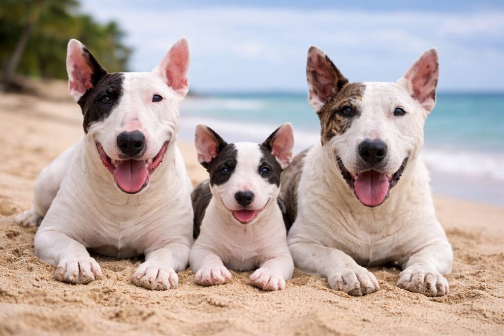 Foto de perros bull terrier de todas las edades