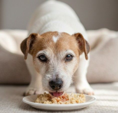 Mejores piensos para senior Jack Russell Terrier