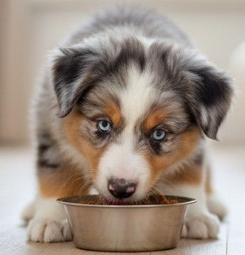 Mejores piensos para cachorro Pastor australiano