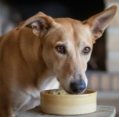 Mejores piensos para adulto Podenco