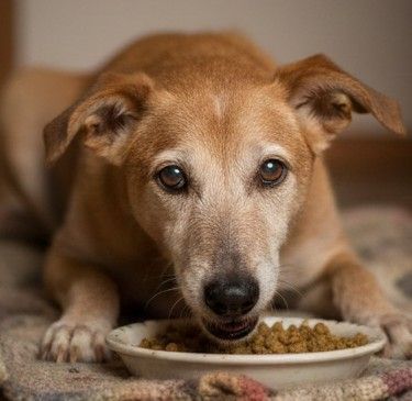 Mejores piensos para senior Podenco