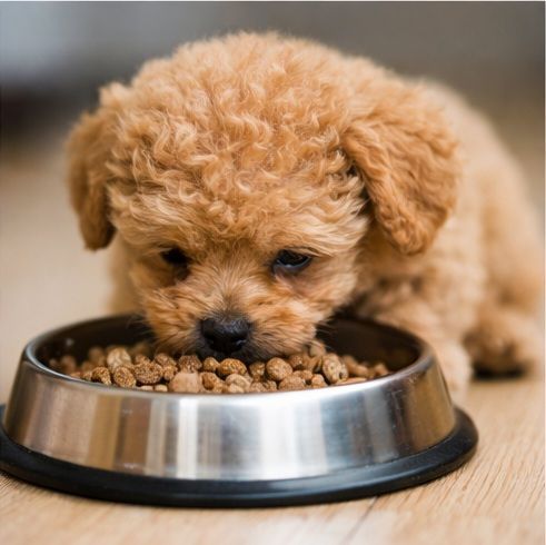 Mejores piensos para cachorro Caniche Toy