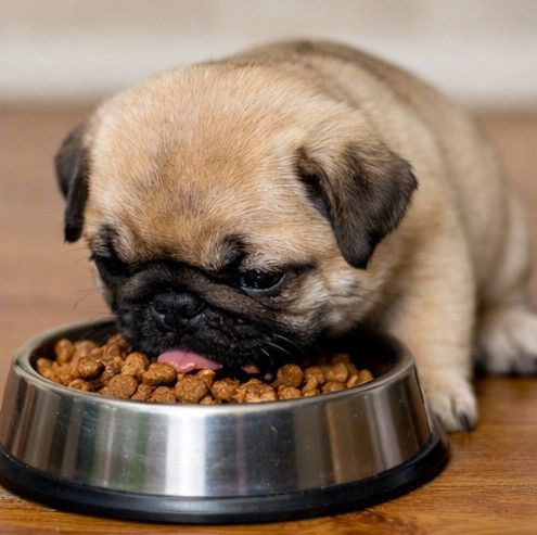 Mejores piensos para cachorro Carlino