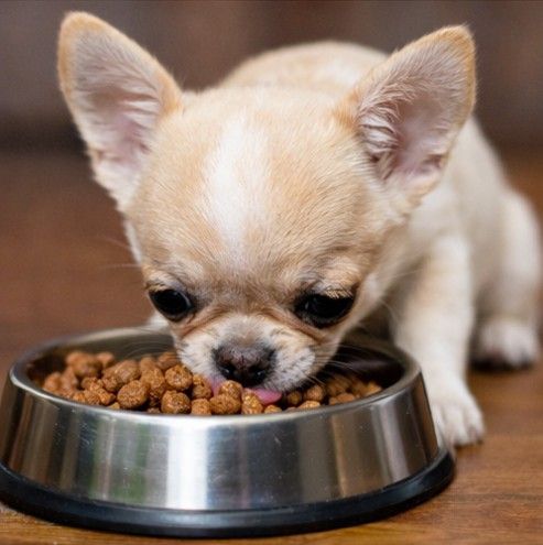 Mejores piensos para cachorro Chihuahua
