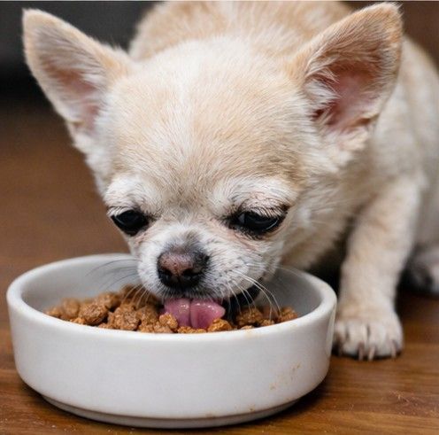 Mejores piensos para senior Chihuahua