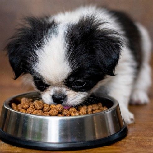 Mejores piensos para cachorro Chin Japonés