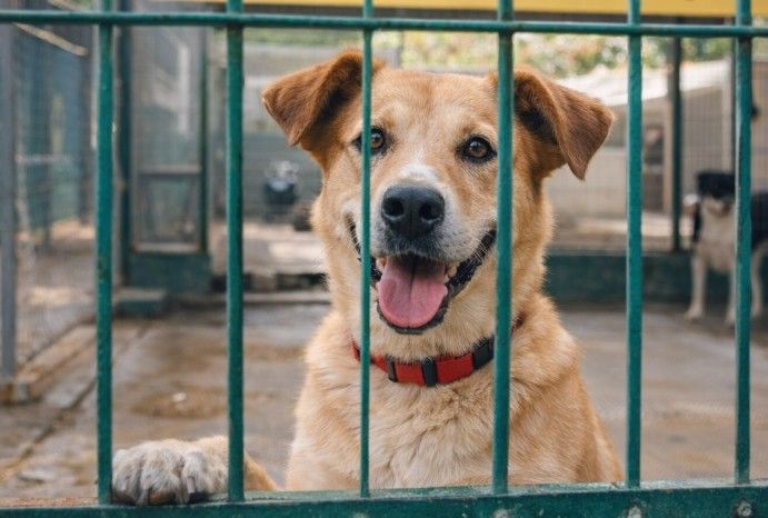 Perro rescatado esperando adopción en la protectora SPAP Mallorca