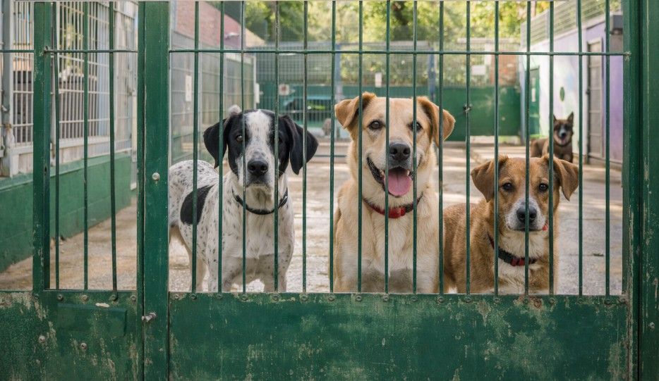 Perros en adopción en el Centro Sanitario Municipal Son Reus de Palma de Mallorca