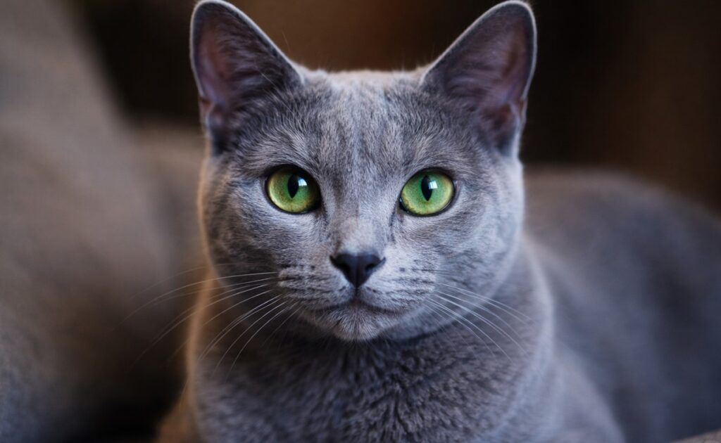 Gato azul ruso de cerca, mirándote fijamente