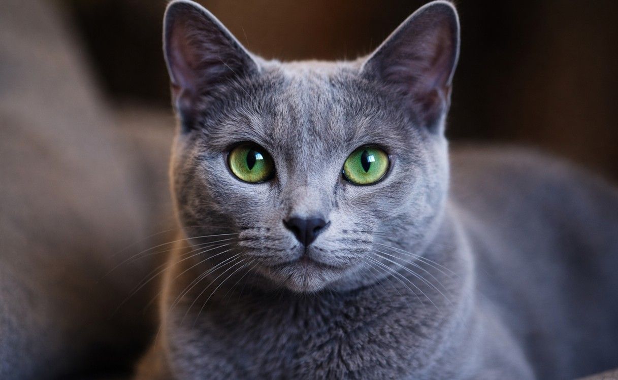 Gato azul ruso de cerca, mirándote fijamente