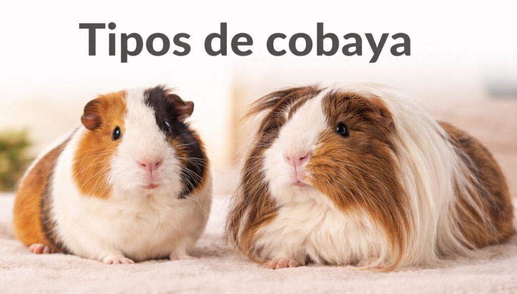 Tipos de cobaya, cobayas pelo largo, pelo corto y sin pelo