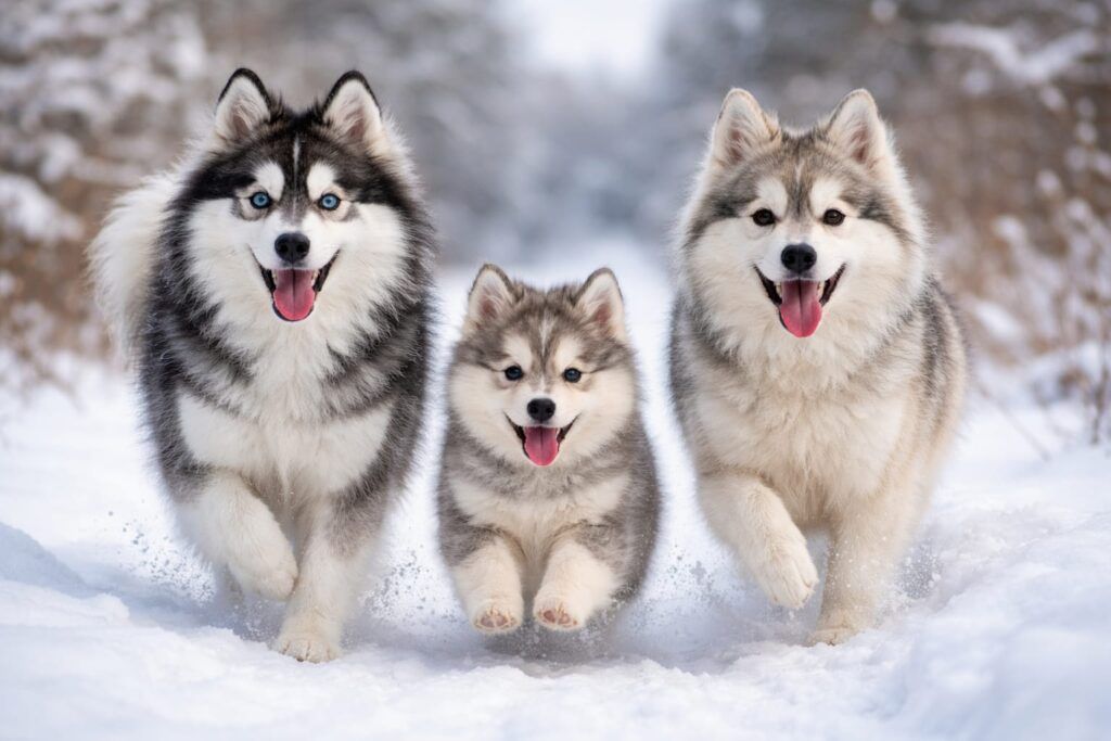 Foto portada de la raza de perro Pomsky, salen tres pomsky de distintas etapas