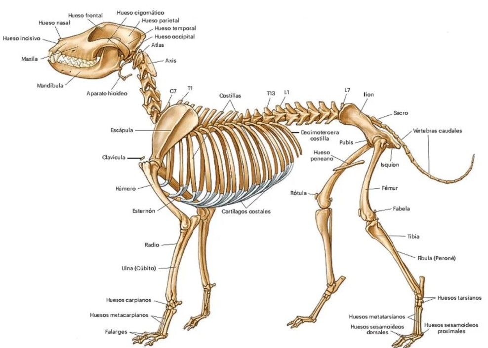 esqueleto con el nombre de los diferentes huesos de los pequeños mamiferos